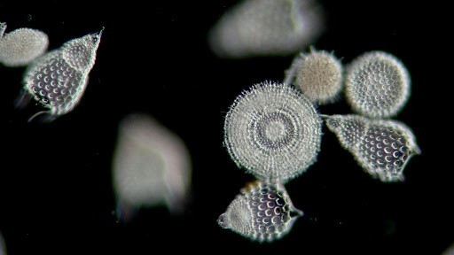 How Forensic Teams Are Solving Crimes with the Help of Microscopic Algae